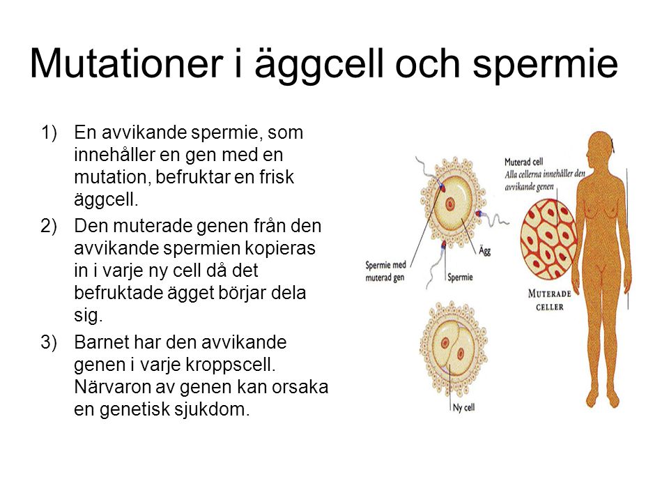 Mutationer i äggcell och spermie