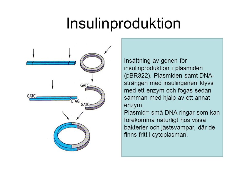 Insulinproduktion