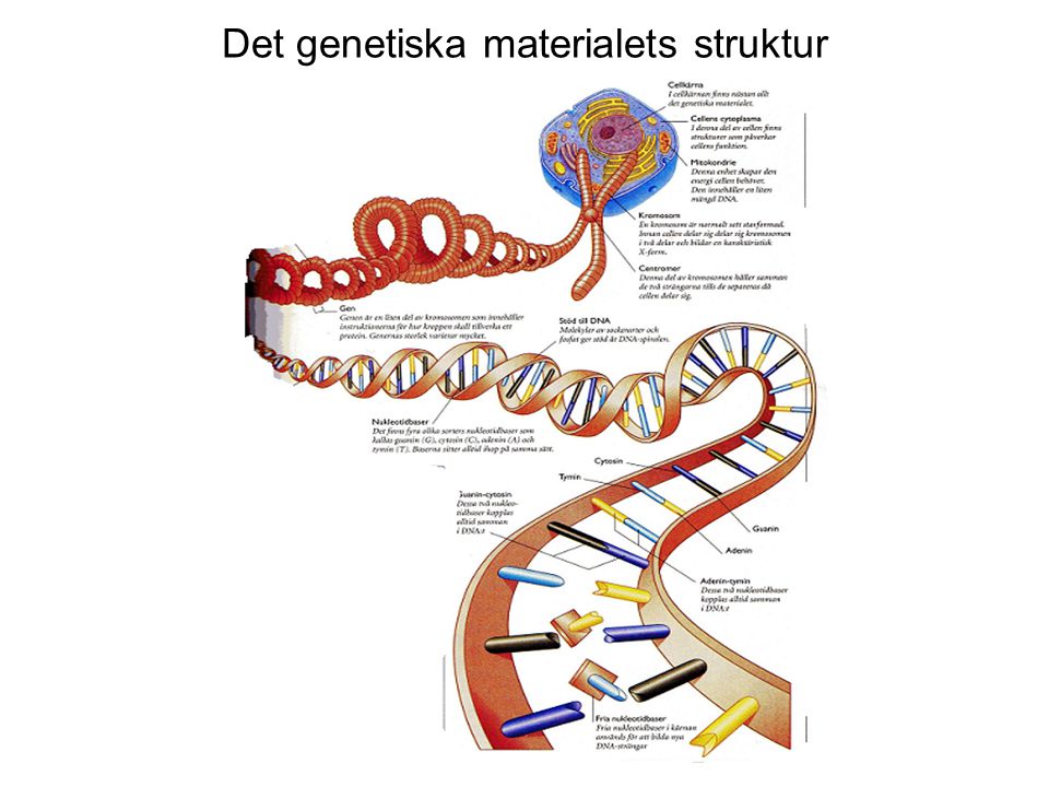 Det genetiska materialets struktur