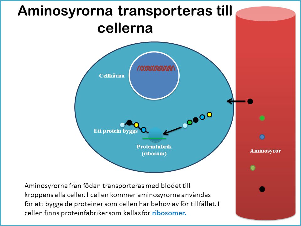 Aminosyrorna transporteras till cellerna