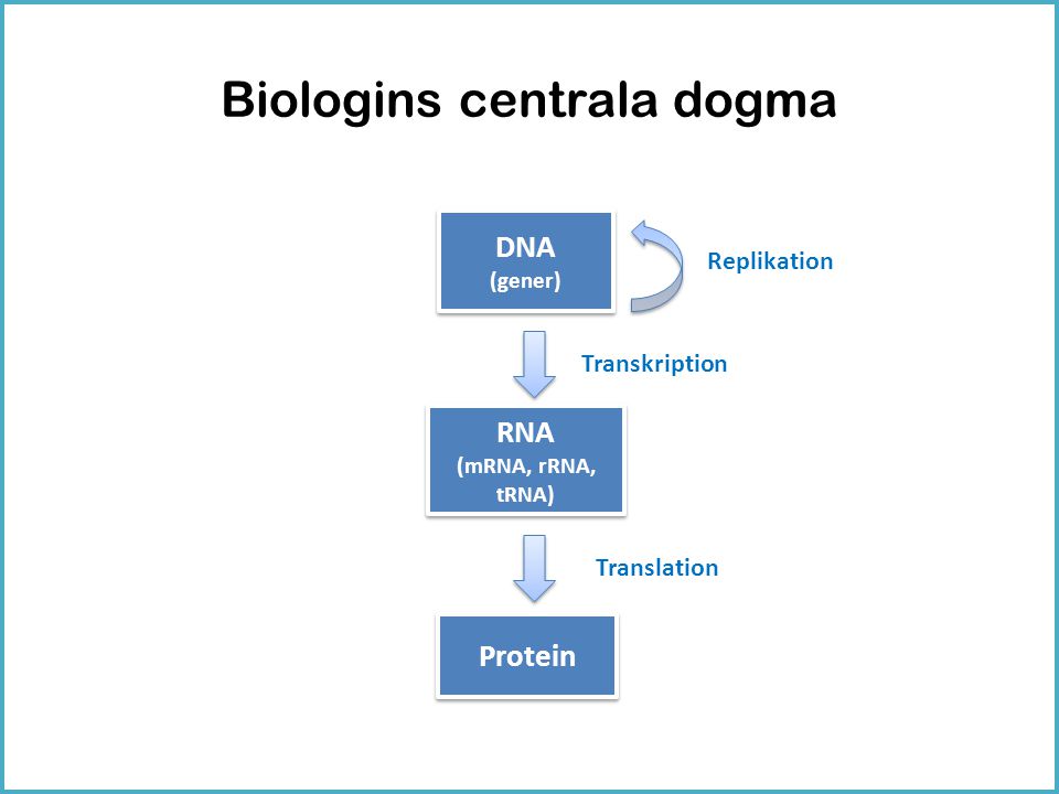 Biologins centrala dogma