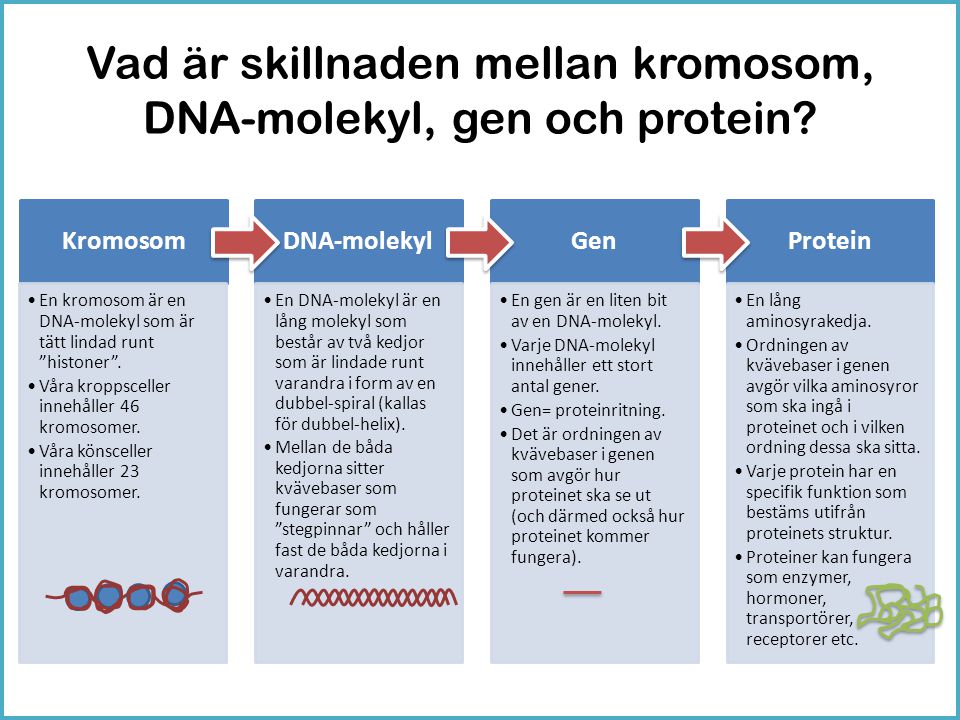 Vad är skillnaden mellan kromosom, DNA-molekyl, gen och protein