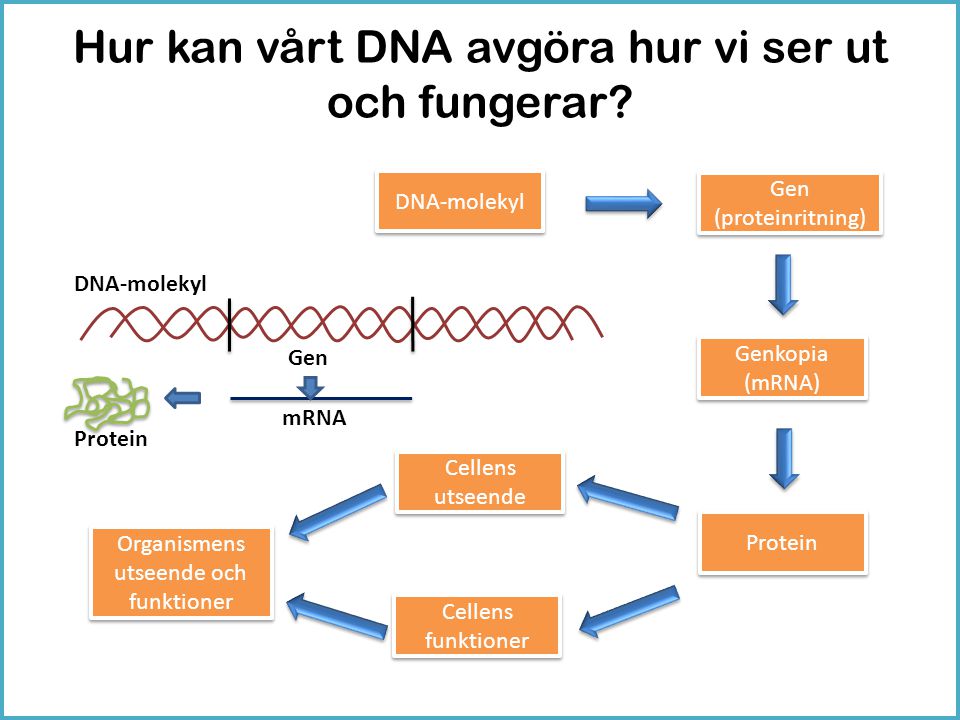 Hur kan vårt DNA avgöra hur vi ser ut och fungerar