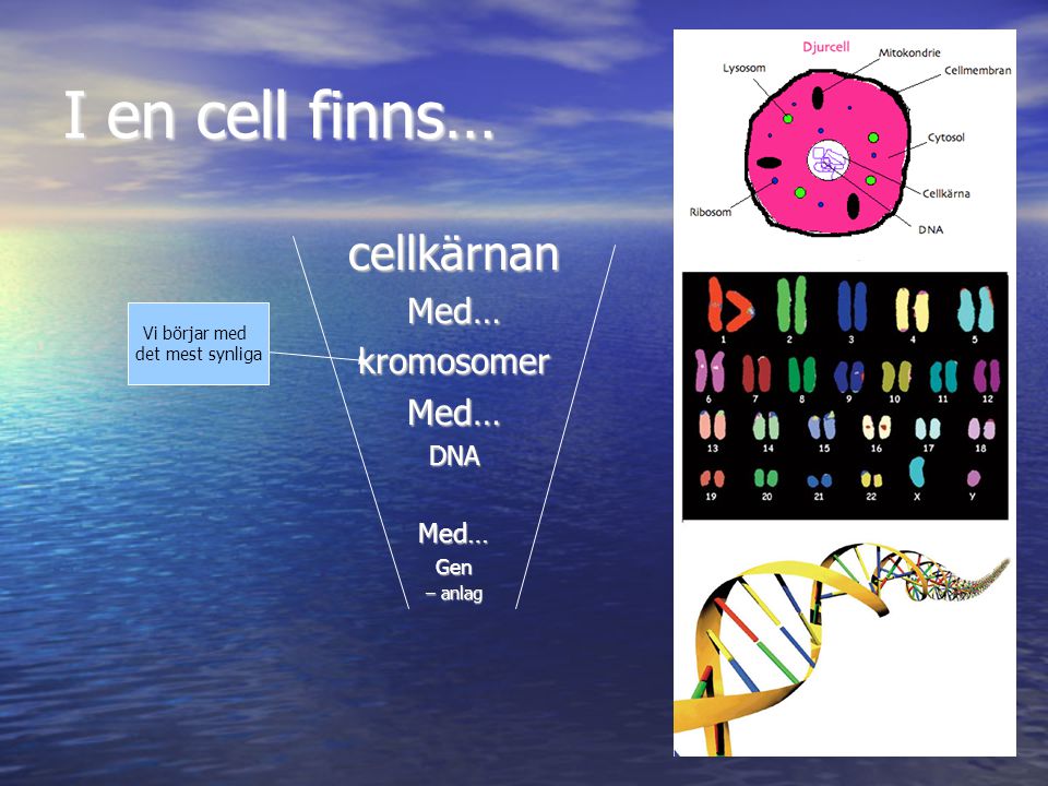 I en cell finns… cellkärnan Med… kromosomer DNA Gen Vi börjar med