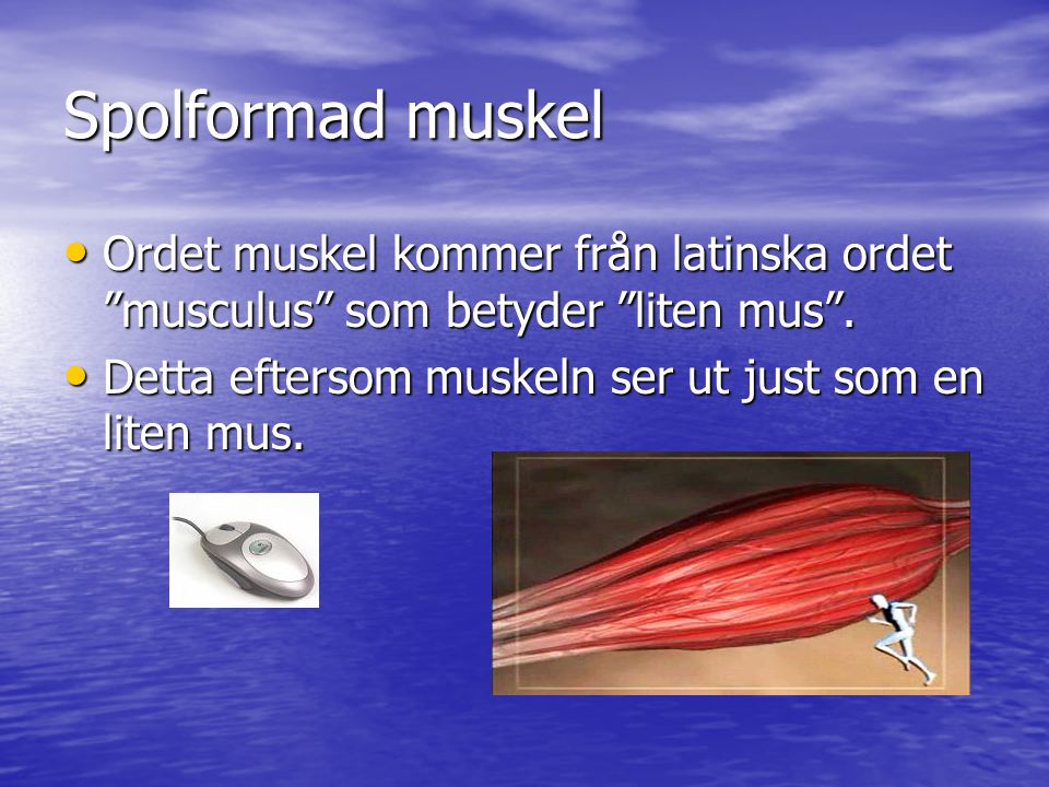 Spolformad muskel Ordet muskel kommer från latinska ordet musculus som betyder liten mus .