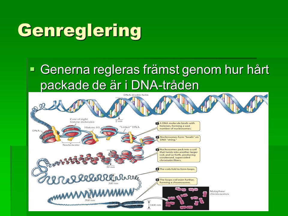 Genreglering Generna regleras främst genom hur hårt packade de är i DNA-tråden