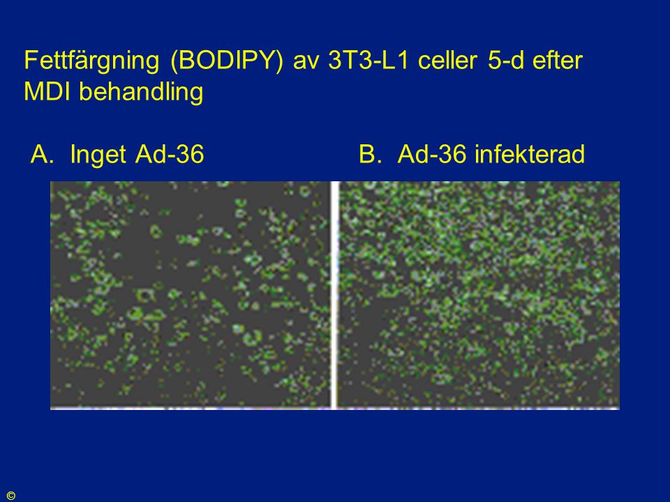 Fettfärgning (BODIPY) av 3T3-L1 celler 5-d efter MDI behandling A