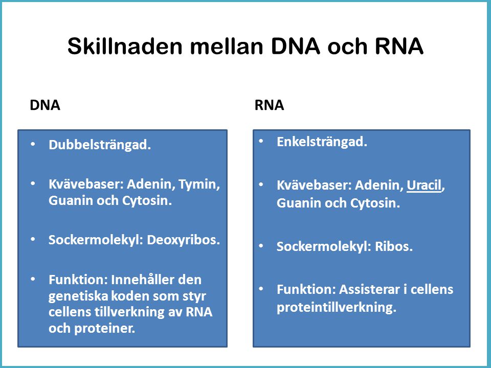 Skillnaden mellan DNA och RNA