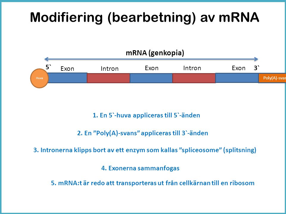 Modifiering (bearbetning) av mRNA