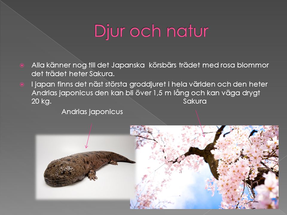 Djur och natur Alla känner nog till det Japanska körsbärs trädet med rosa blommor det trädet heter Sakura.