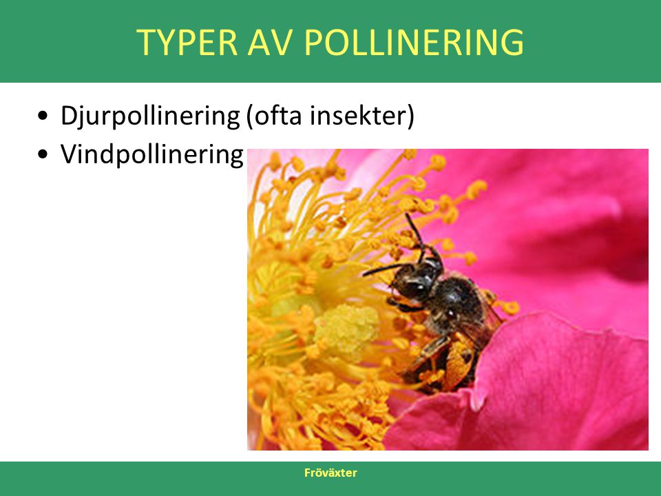 TYPER AV POLLINERING Djurpollinering (ofta insekter) Vindpollinering