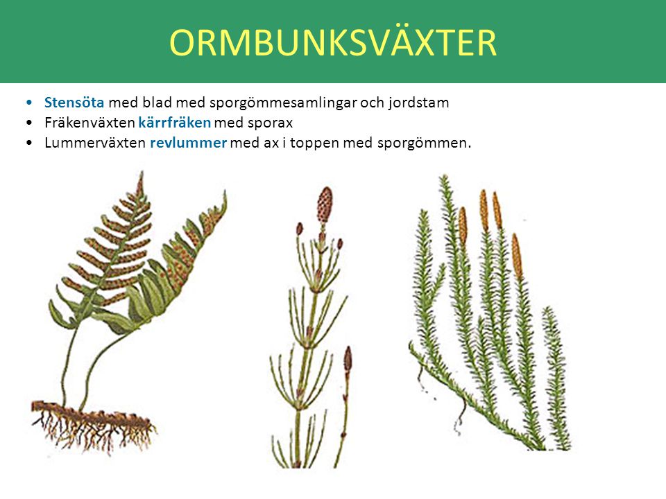 ORMBUNKSVÄXTER Stensöta med blad med sporgömmesamlingar och jordstam