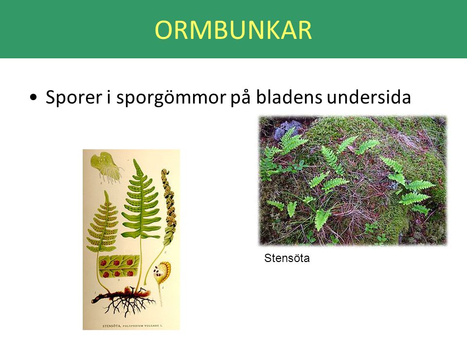 ORMBUNKAR Sporer i sporgömmor på bladens undersida Stensöta
