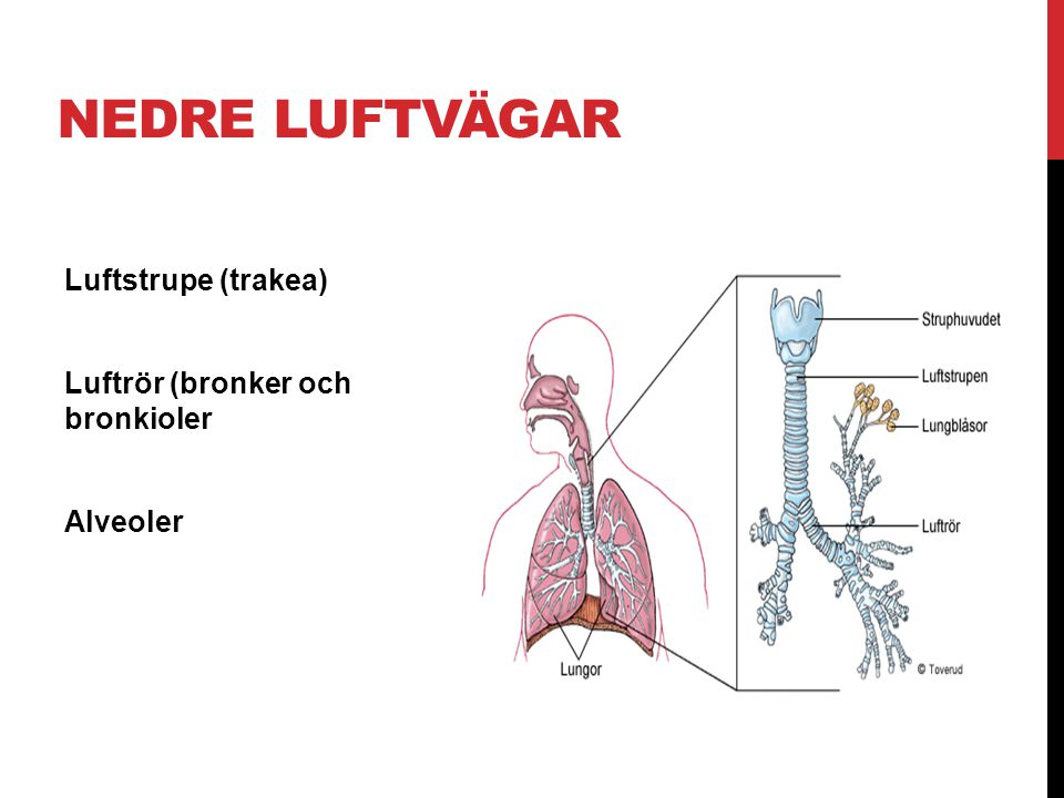 Nedre Luftvägar Luftstrupe (trakea) Luftrör (bronker och bronkioler Alveoler