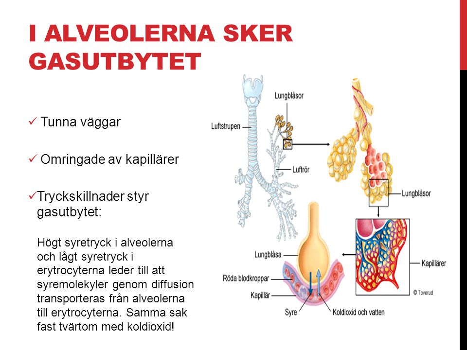 I Alveolerna sker gasutbytet