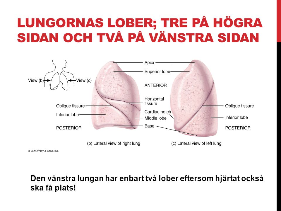 Lungornas lober; tre på högra sidan och två på vänstra sidan
