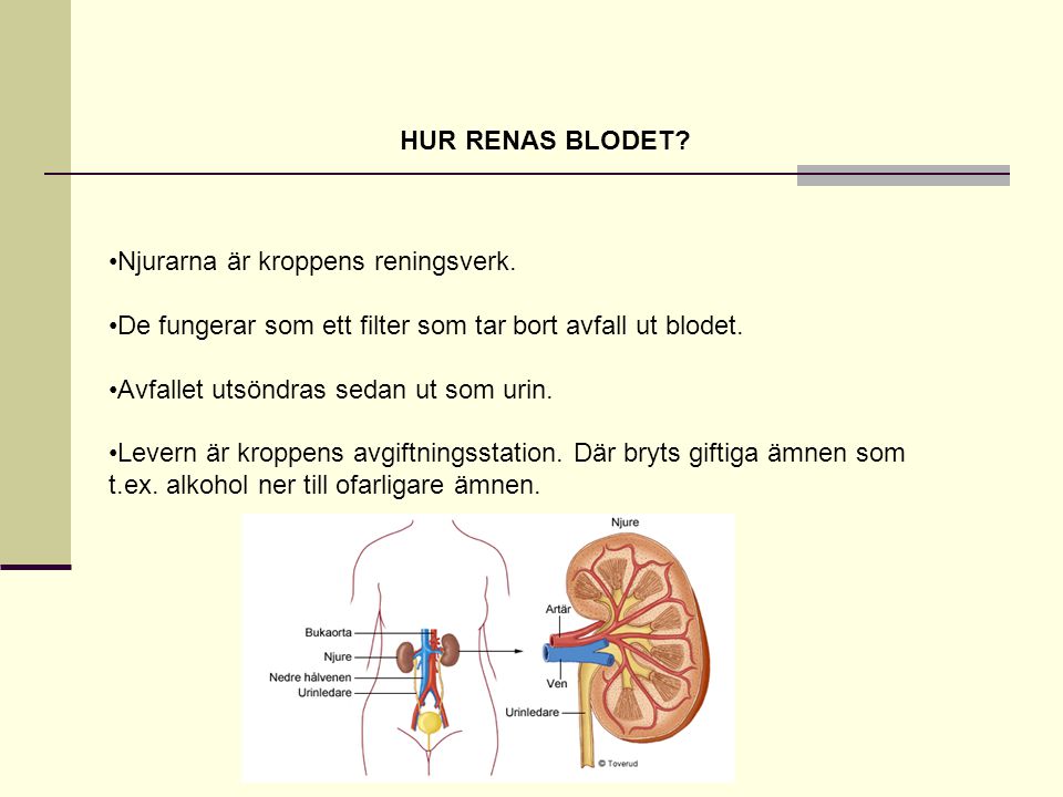 HUR RENAS BLODET Njurarna är kroppens reningsverk. De fungerar som ett filter som tar bort avfall ut blodet.