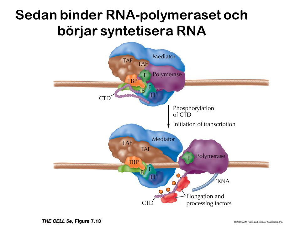 Sedan binder RNA-polymeraset och börjar syntetisera RNA