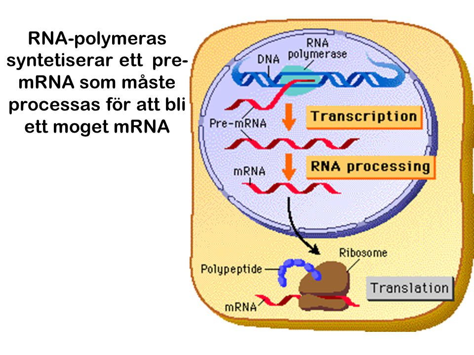 RNA-polymeras syntetiserar ett pre-mRNA som måste processas för att bli ett moget mRNA