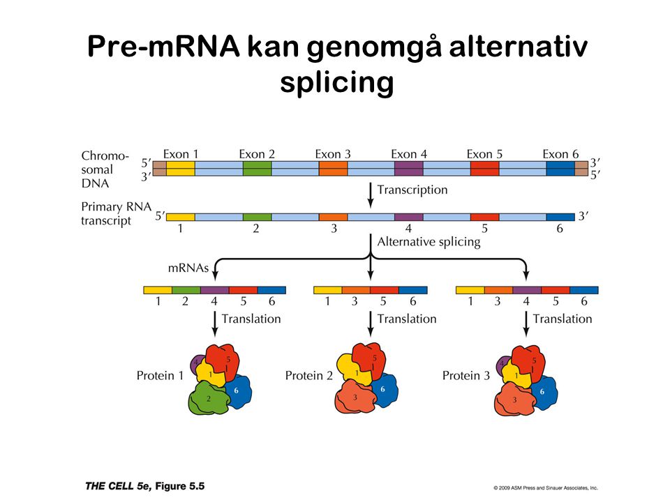 Pre-mRNA kan genomgå alternativ splicing