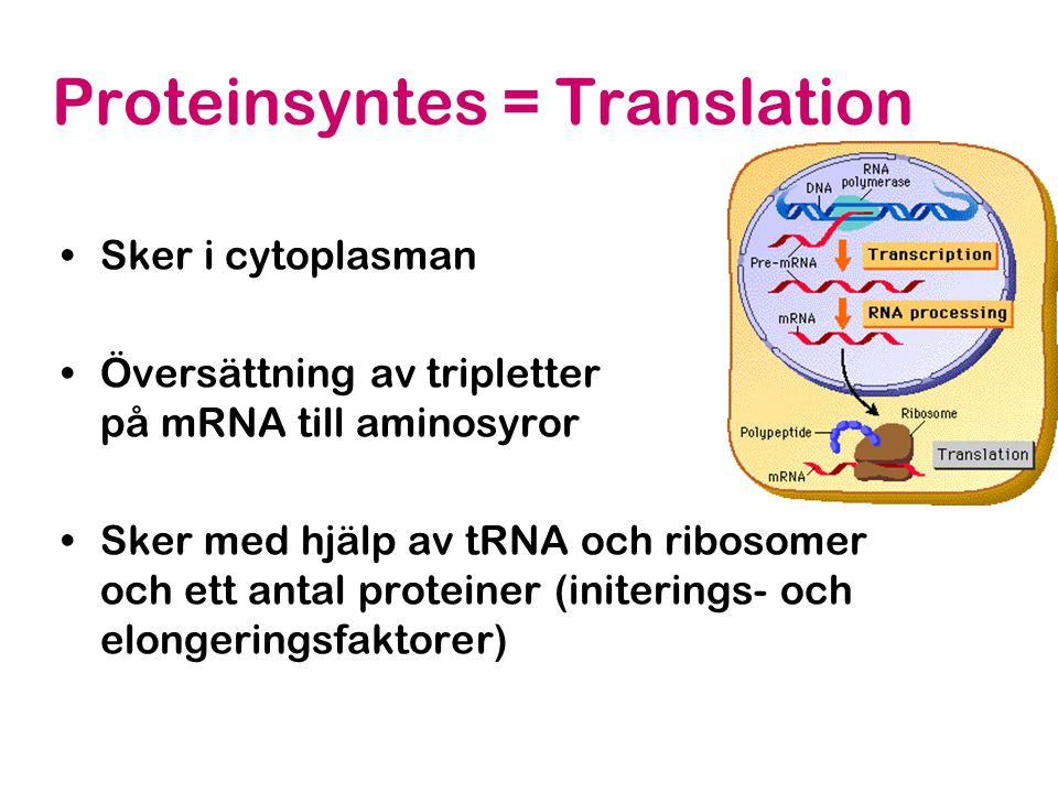 Proteinsyntes = Translation