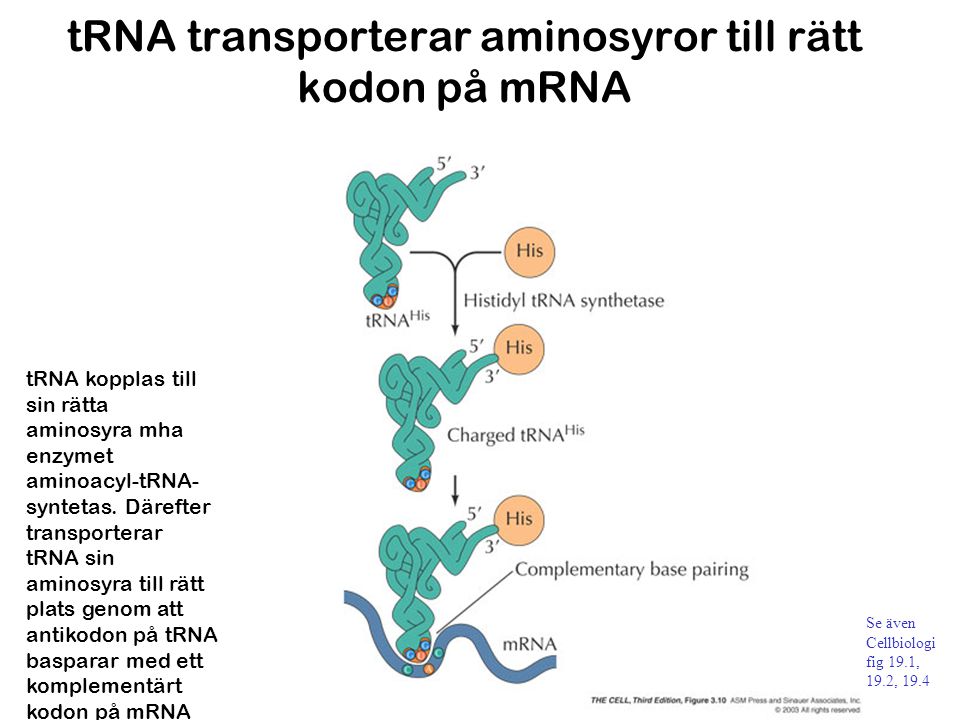 tRNA transporterar aminosyror till rätt kodon på mRNA