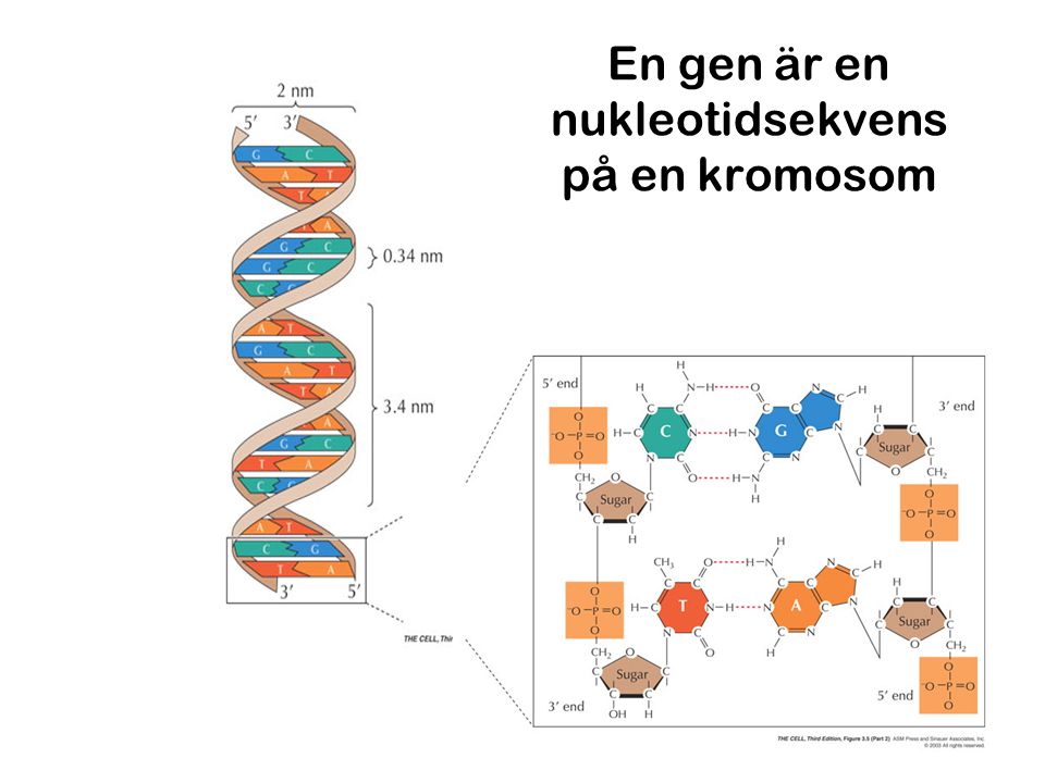 En gen är en nukleotidsekvens på en kromosom