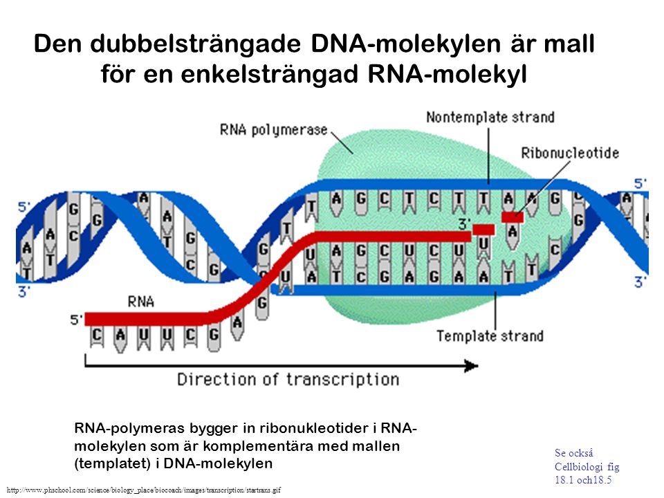 Den dubbelsträngade DNA-molekylen är mall för en enkelsträngad RNA-molekyl