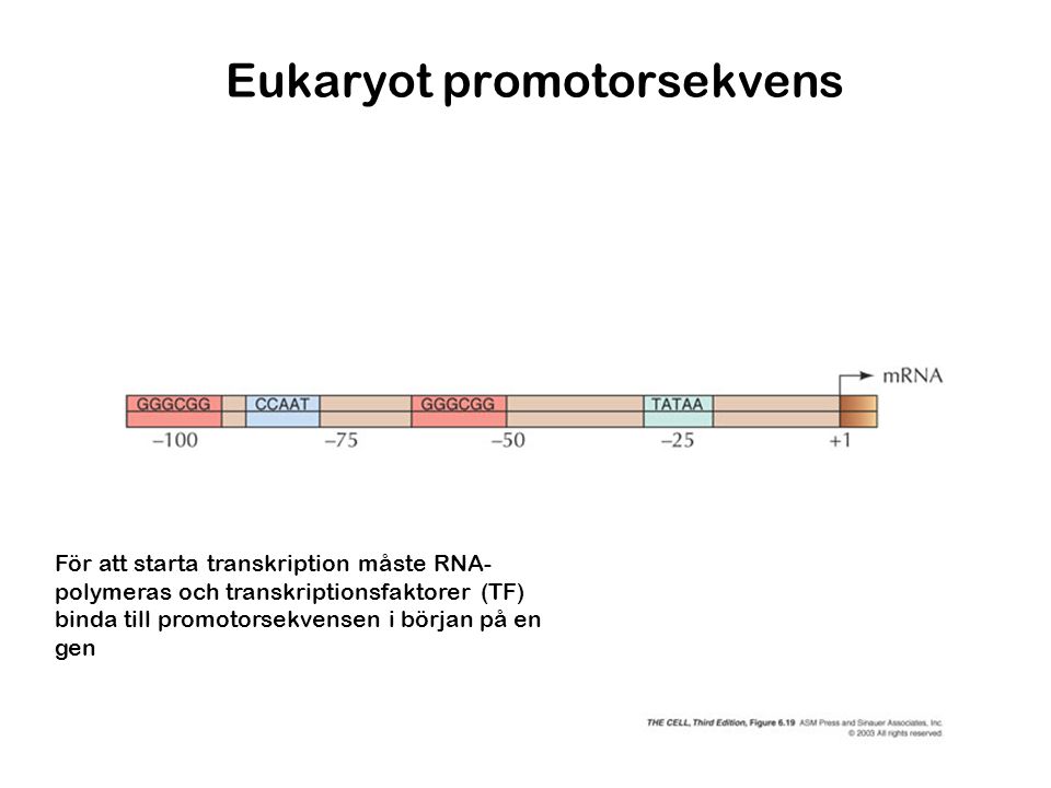 Eukaryot promotorsekvens