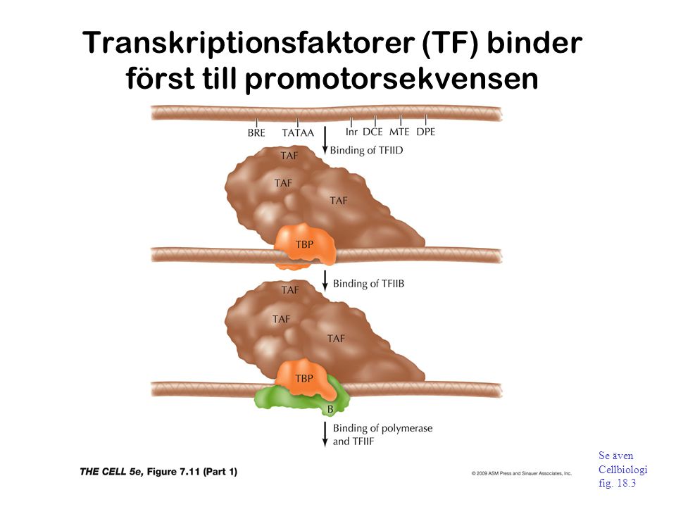 Transkriptionsfaktorer (TF) binder först till promotorsekvensen