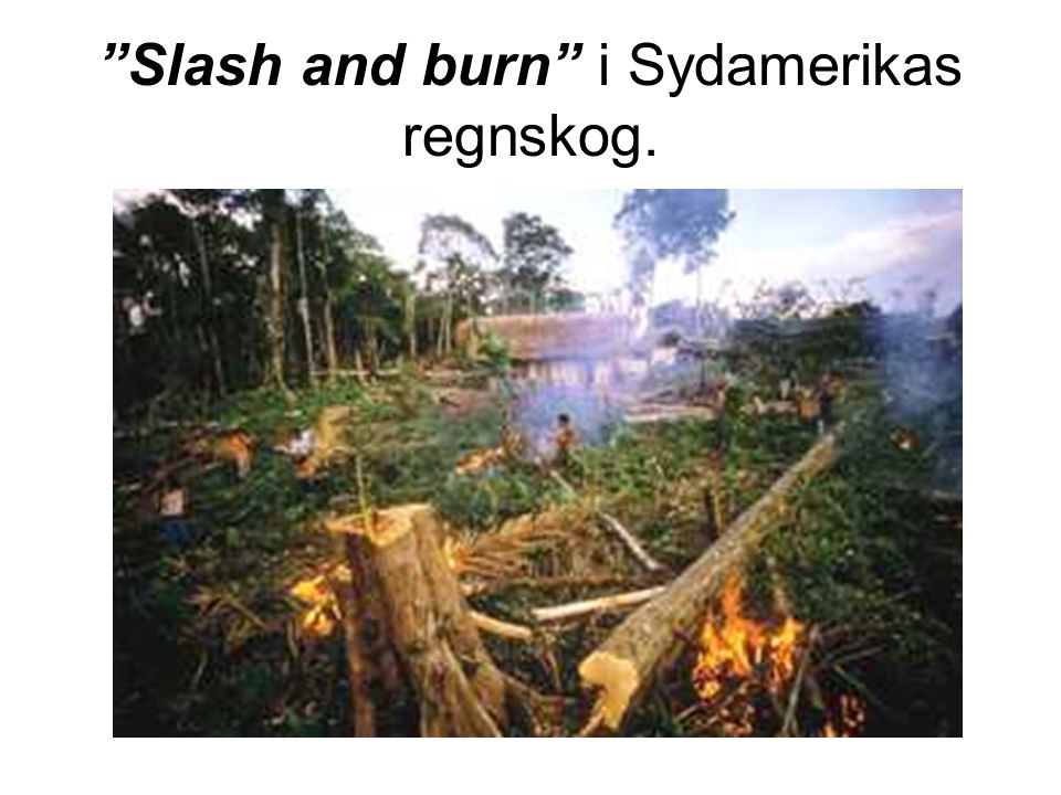 Slash and burn i Sydamerikas regnskog.