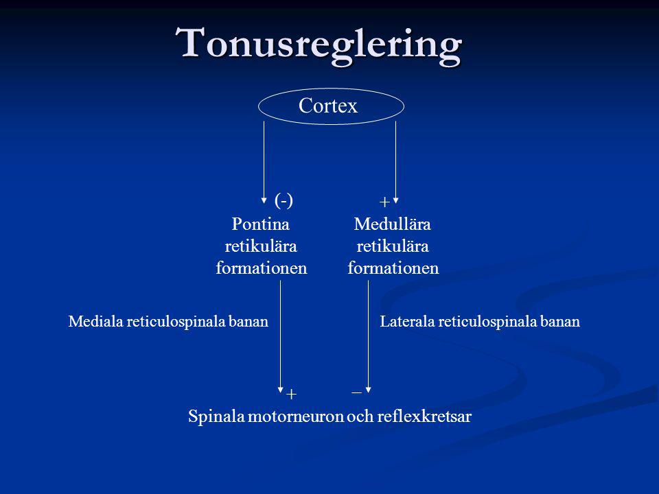 Tonusreglering Cortex (-) + Pontina retikulära formationen