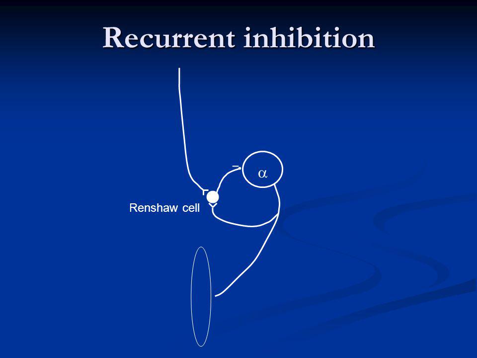 Recurrent inhibition a Renshaw cell