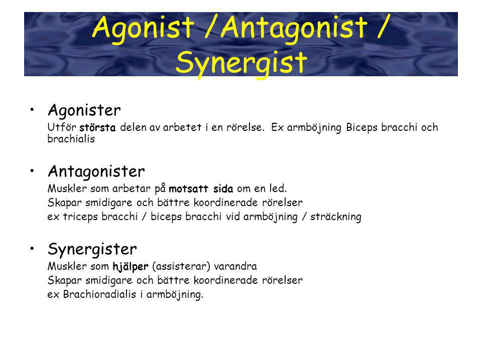 Agonist /Antagonist / Synergist
