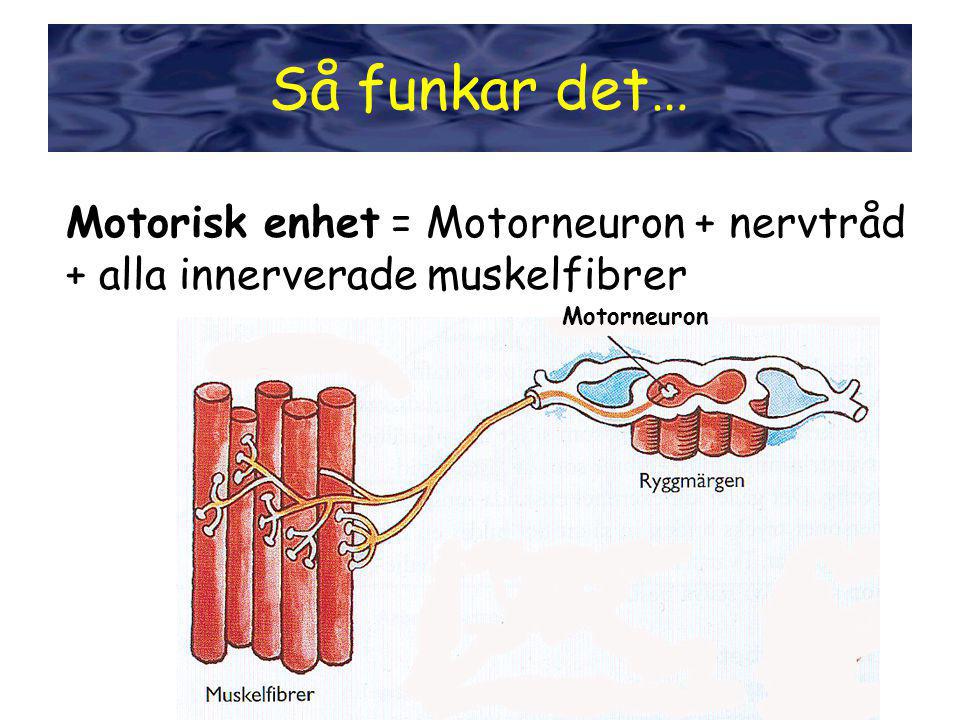 Så funkar det… Styrka Motorisk enhet = Motorneuron + nervtråd