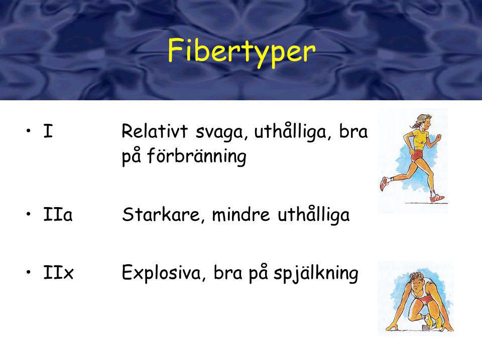 Fibertyper Fibertyper I Relativt svaga, uthålliga, bra på förbränning