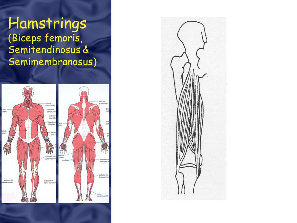 Hamstrings (Biceps femoris, Semitendinosus & Semimembranosus)