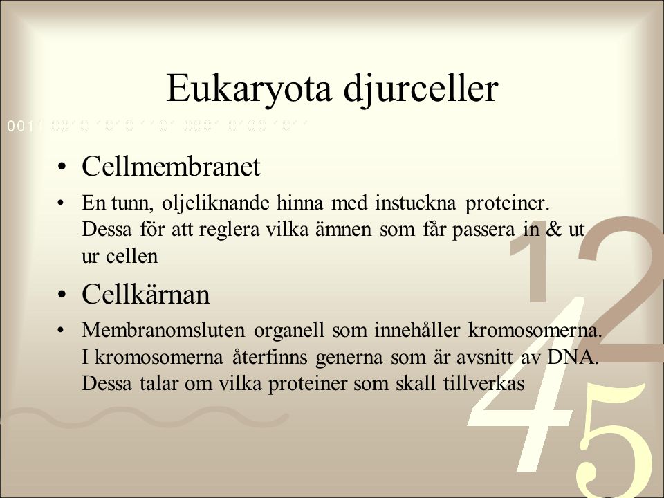 Eukaryota djurceller Cellmembranet Cellkärnan