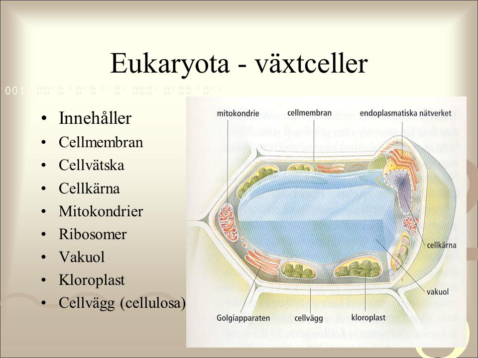 Eukaryota - växtceller