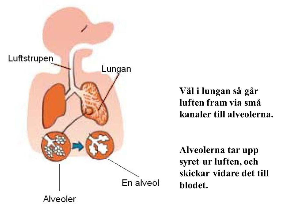 Väl i lungan så går luften fram via små. kanaler till alveolerna.