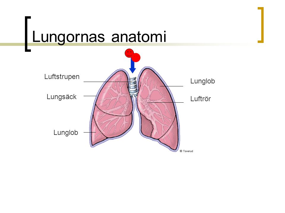 Lungornas anatomi Luftstrupen Lunglob Lungsäck Luftrör Lunglob
