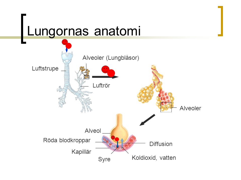 Lungornas anatomi Alveoler (Lungblåsor) Luftstrupe Luftrör Alveoler