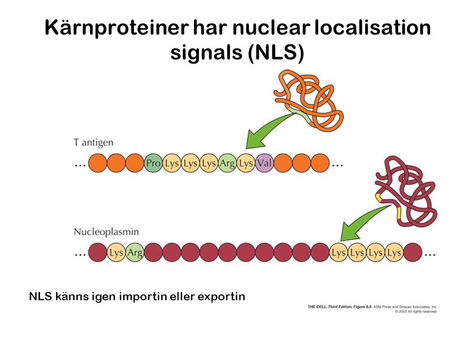 Kärnproteiner har nuclear localisation signals (NLS)