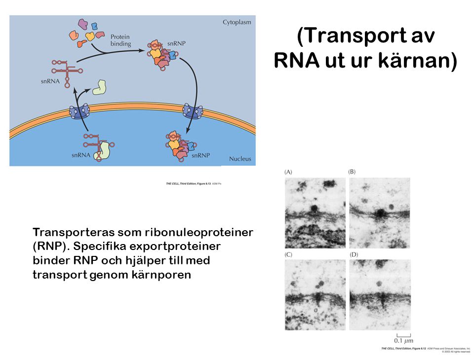 (Transport av RNA ut ur kärnan)
