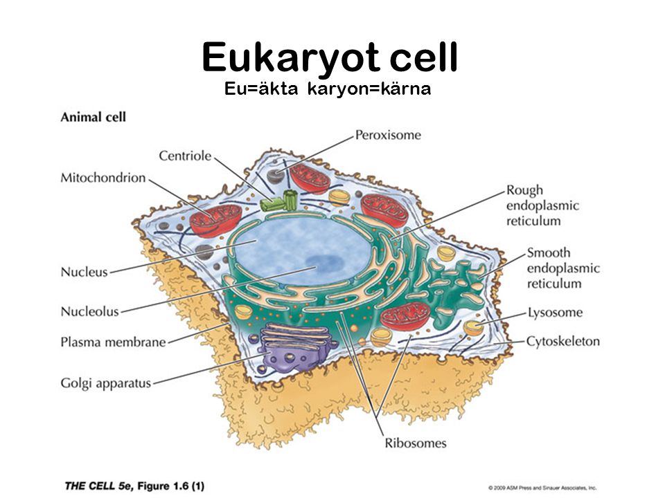 Eukaryot cell Eu=äkta karyon=kärna