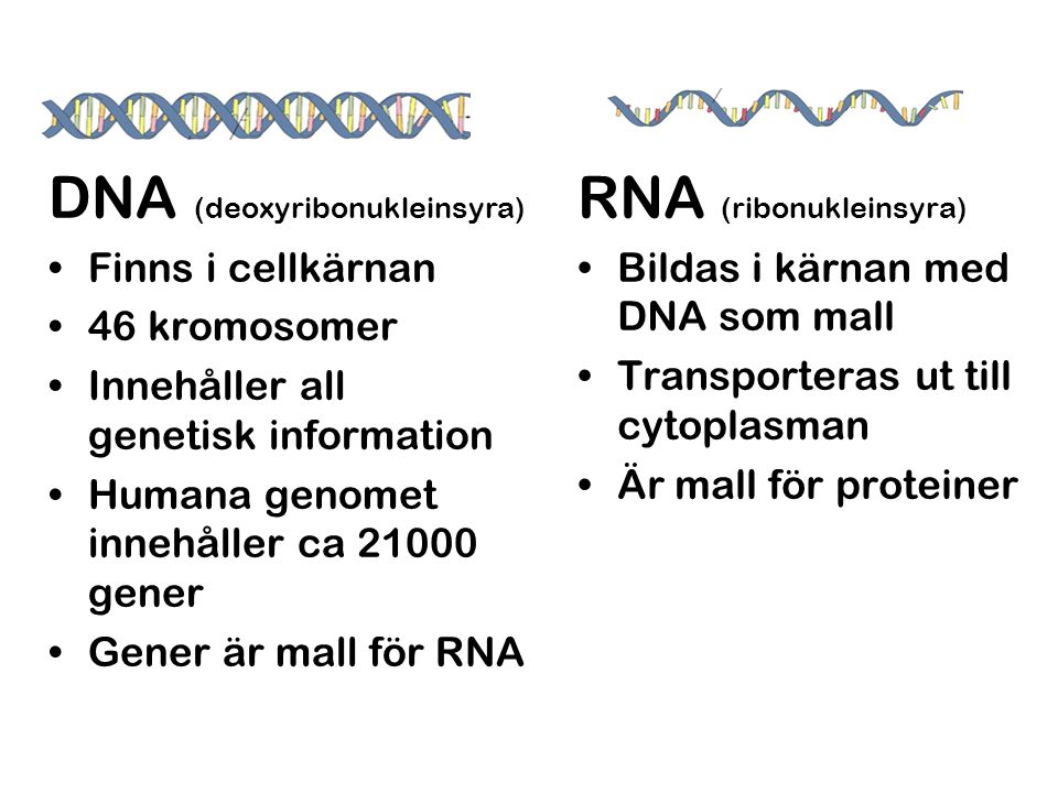 DNA (deoxyribonukleinsyra) RNA (ribonukleinsyra)