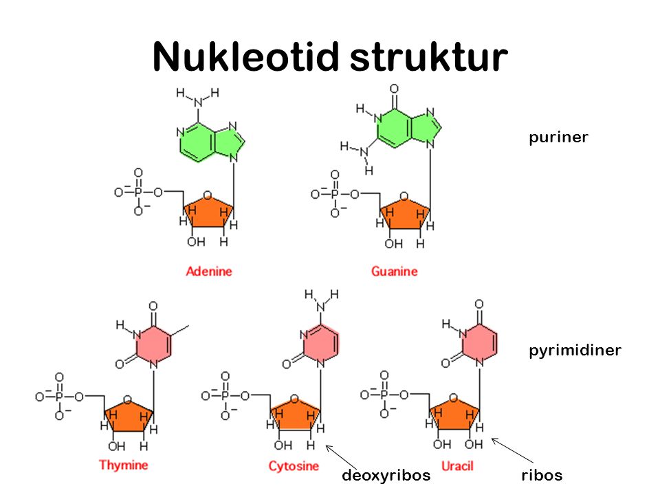 Nukleotid struktur puriner pyrimidiner deoxyribos ribos