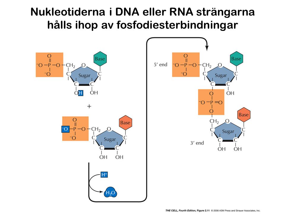 Nukleotiderna i DNA eller RNA strängarna hålls ihop av fosfodiesterbindningar
