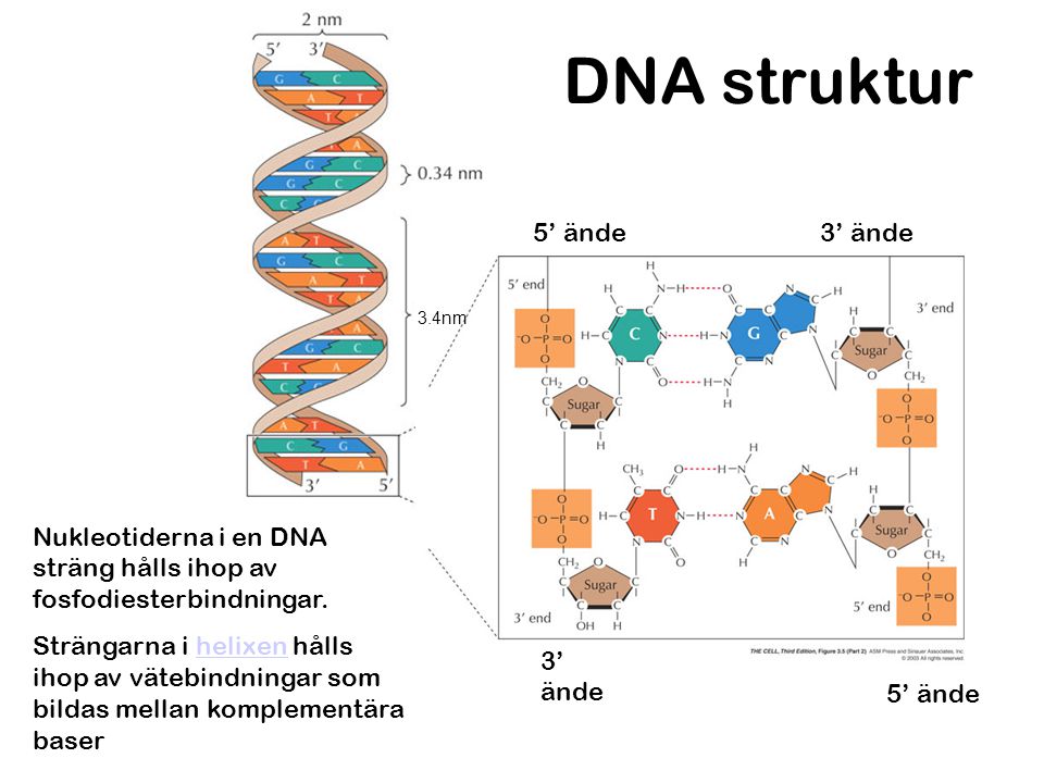 DNA struktur 5’ ände 3’ ände