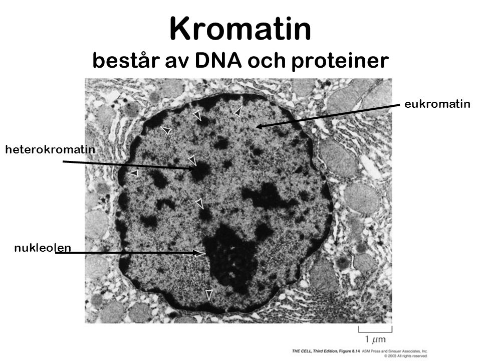 Kromatin består av DNA och proteiner